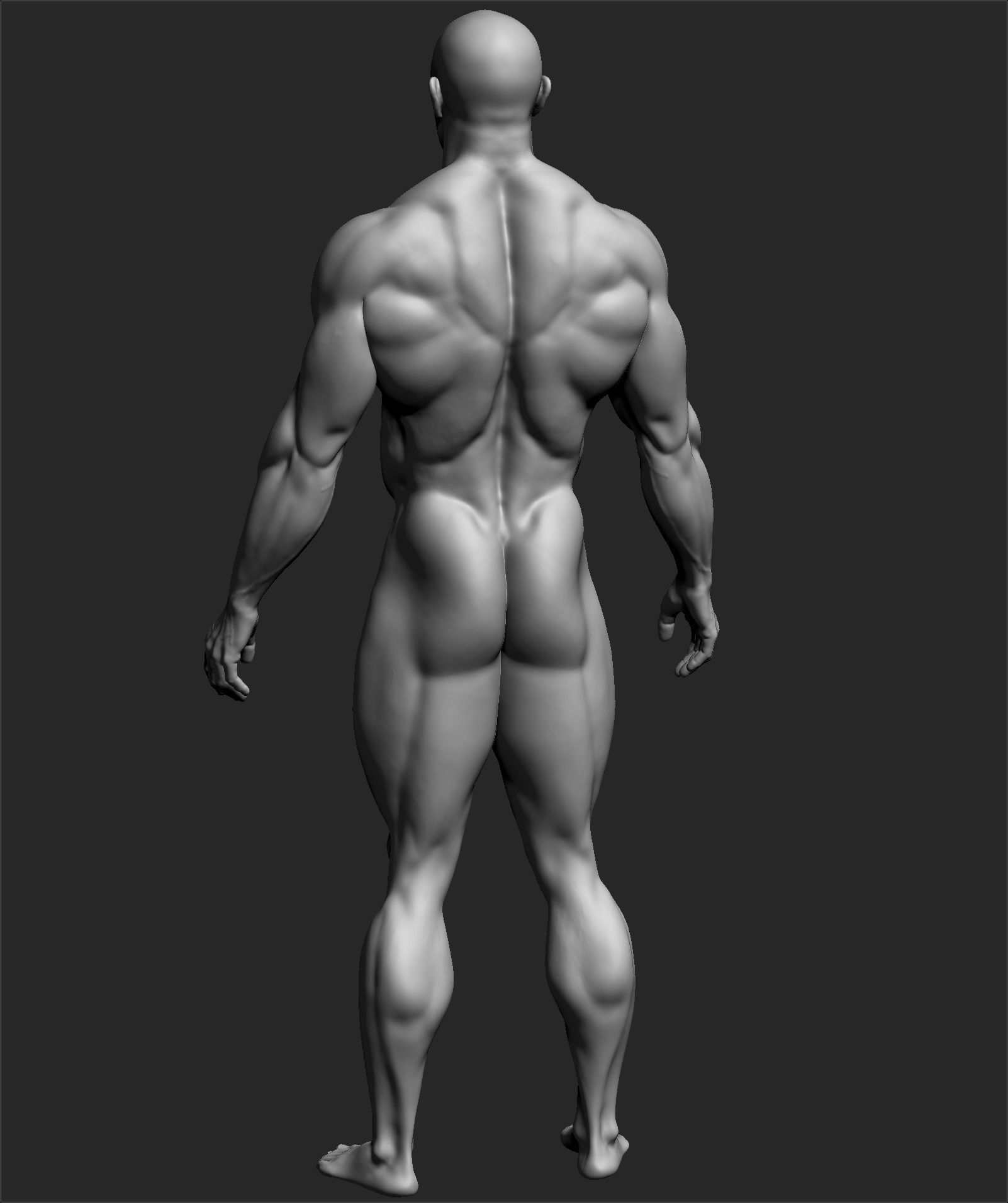 Male Basemesh ZBRUSH 10 3D model_3