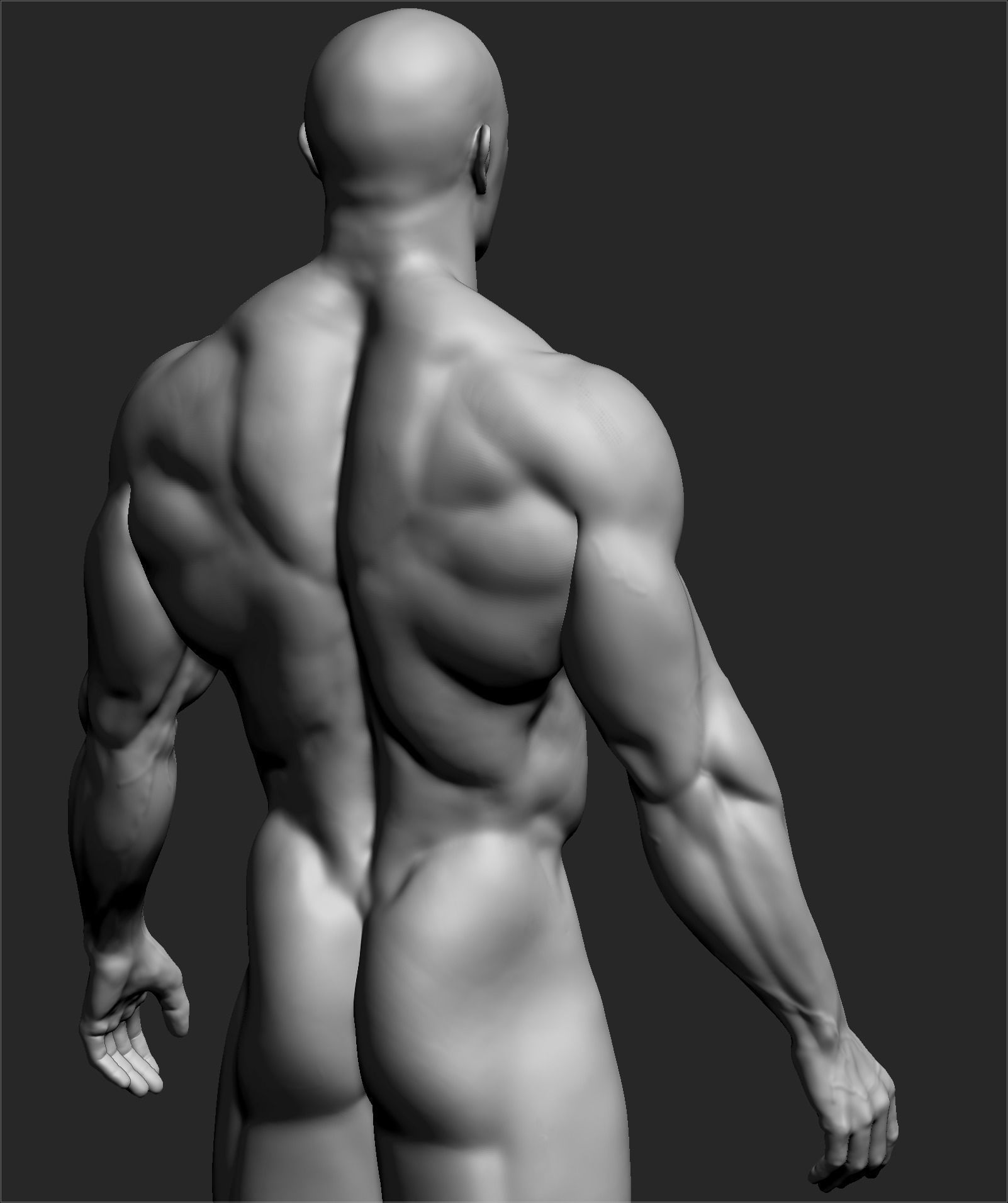 Male Basemesh ZBRUSH 10 3D model_1