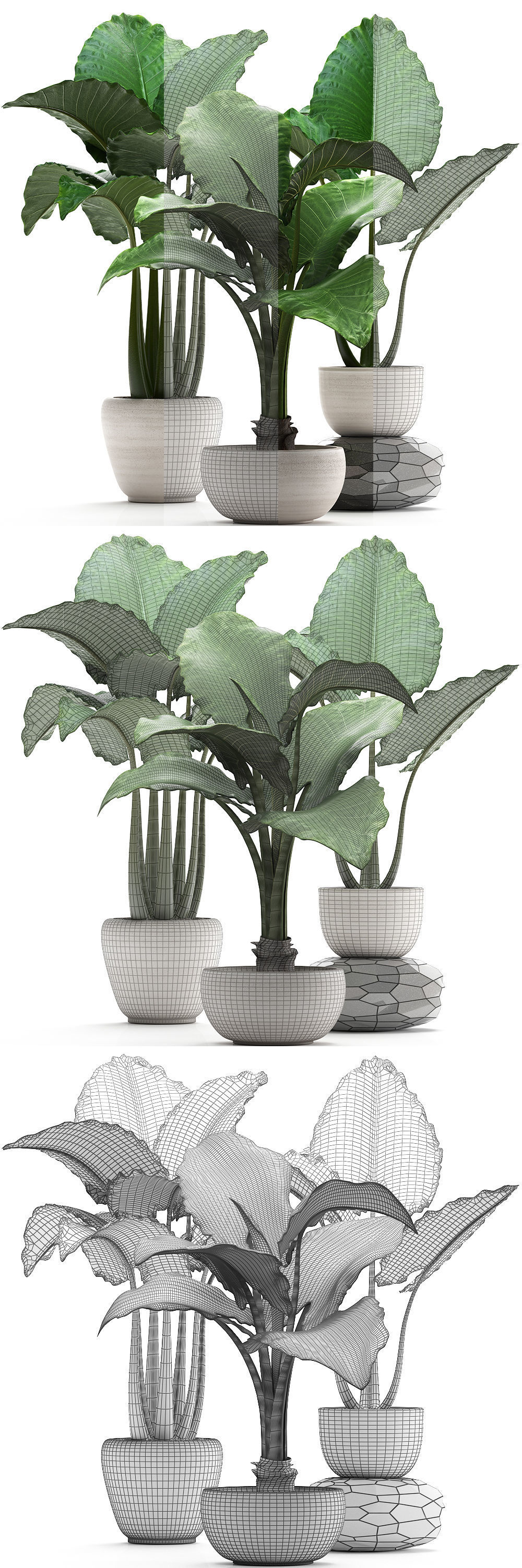 Collection Exotic plants alocasia 3D model_6