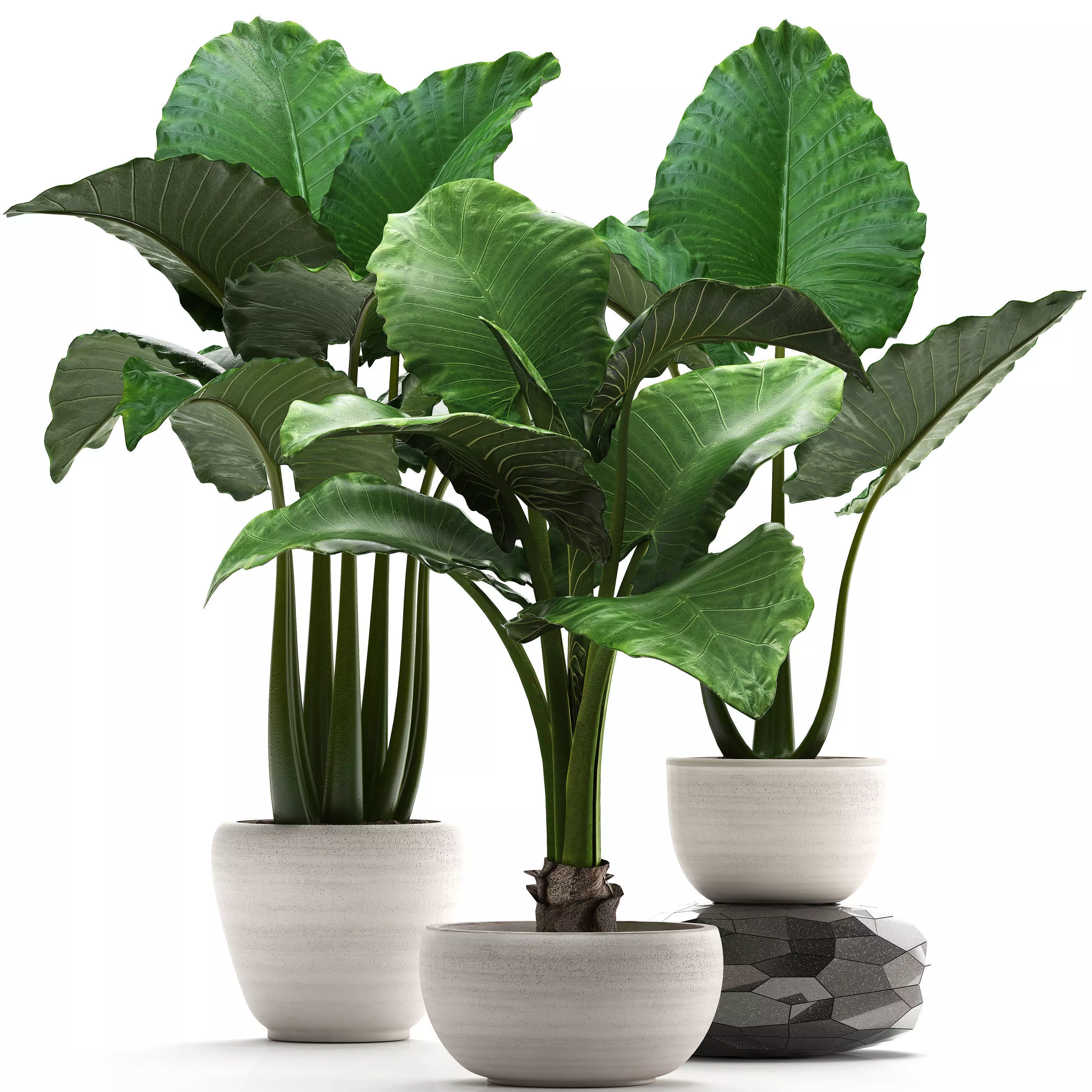 Collection Exotic plants alocasia 3D model_0