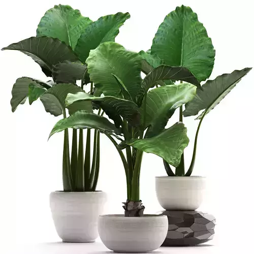 Collection Exotic plants alocasia