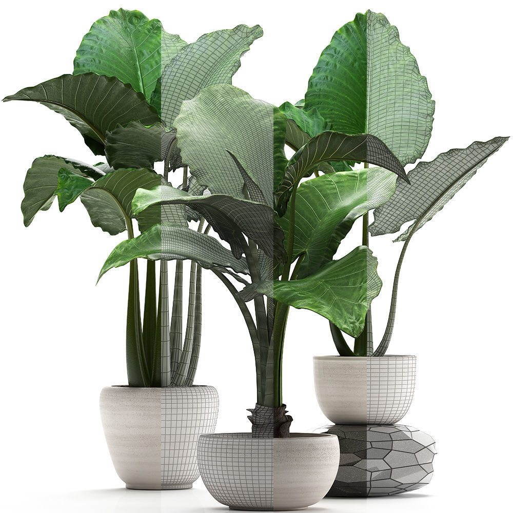 Collection Exotic plants alocasia 3D model_7