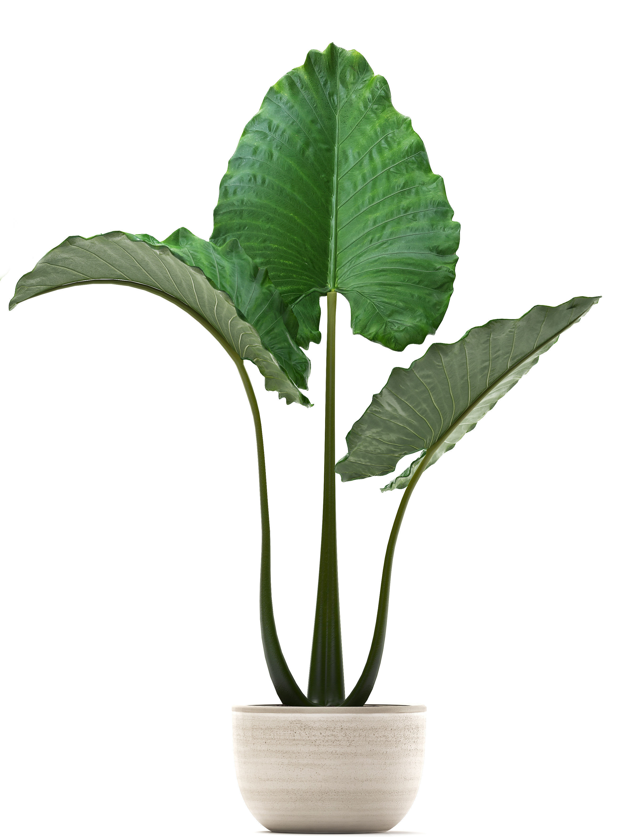 Collection Exotic plants alocasia 3D model_5