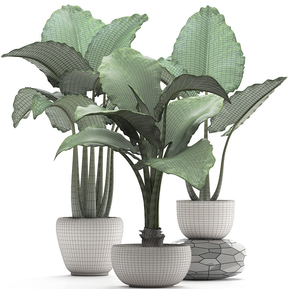 Collection Exotic plants alocasia 3D model_8