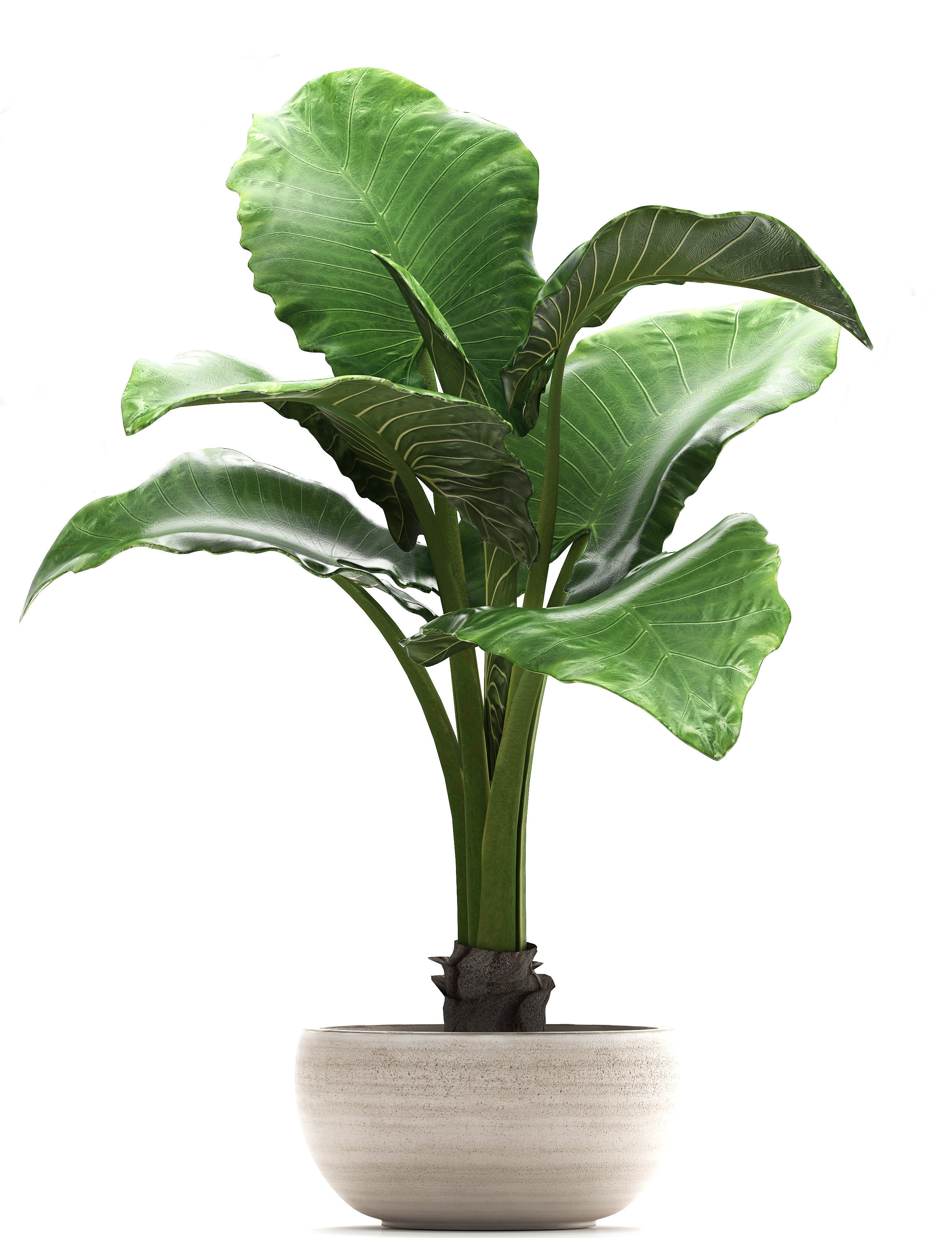 Collection Exotic plants alocasia 3D model_4