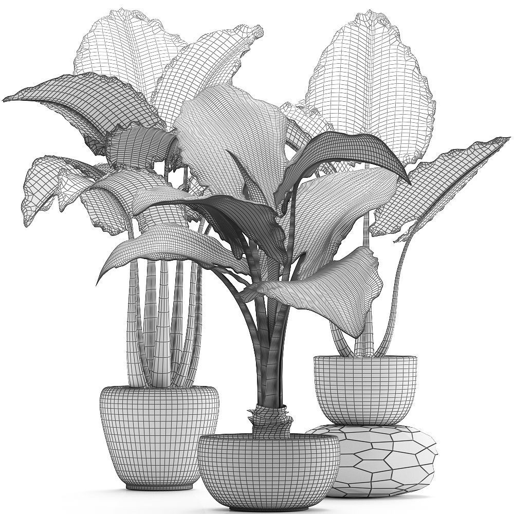 Collection Exotic plants alocasia 3D model_9