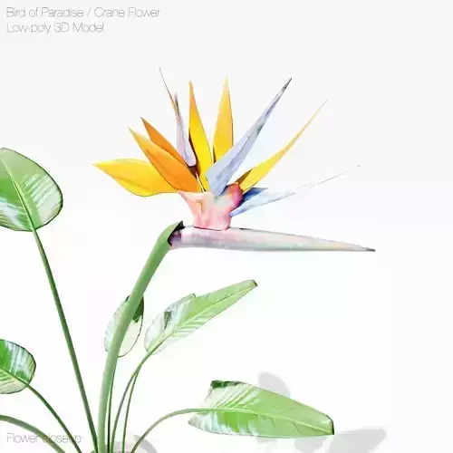 Bird of Paradise 3D Model