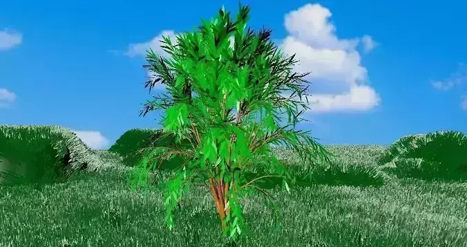 Tree with sky and grass