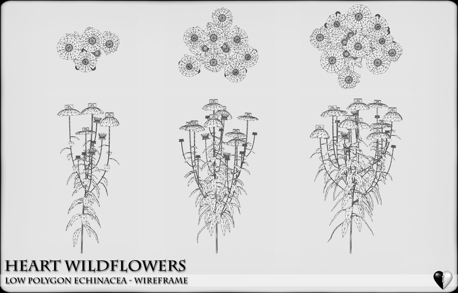 Low Polygon Wild Flowers -  Echinacea Low-poly 3D model_6