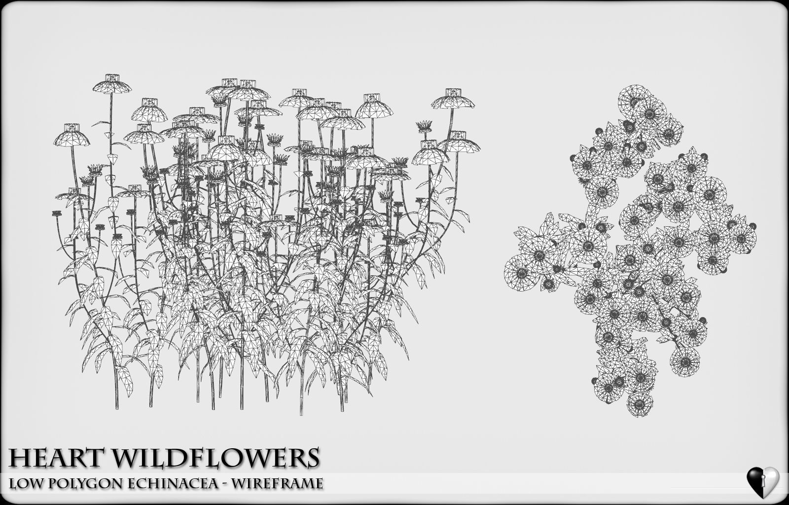 Low Polygon Wild Flowers -  Echinacea Low-poly 3D model_8