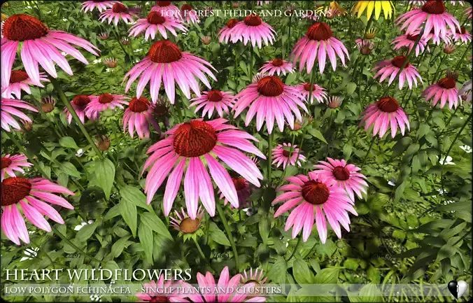 Low Polygon Wild Flowers -  Echinacea