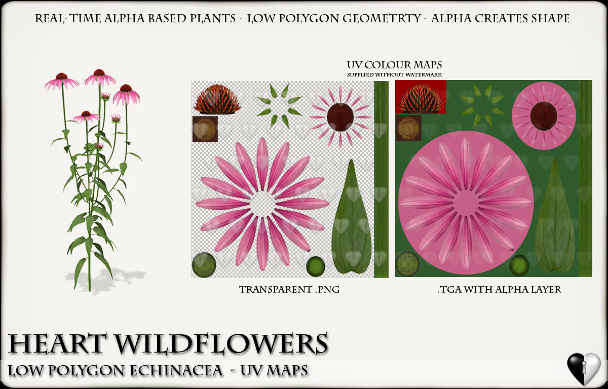 Low Polygon Wild Flowers -  Echinacea Low-poly 3D model_10