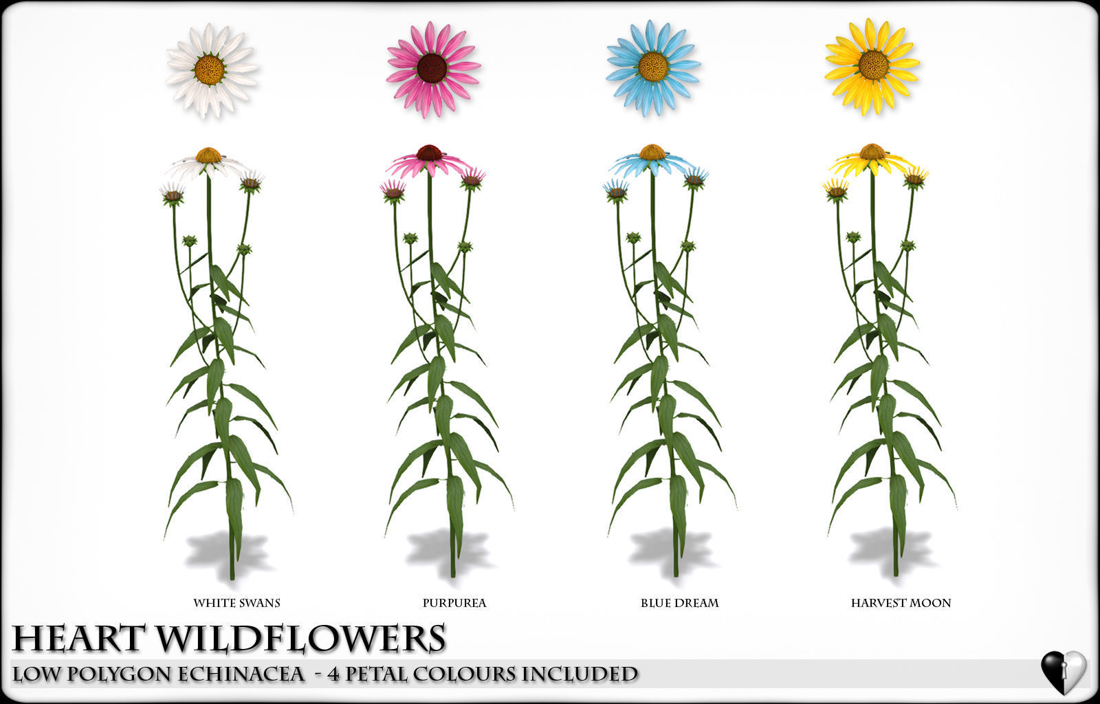 Low Polygon Wild Flowers -  Echinacea Low-poly 3D model_9