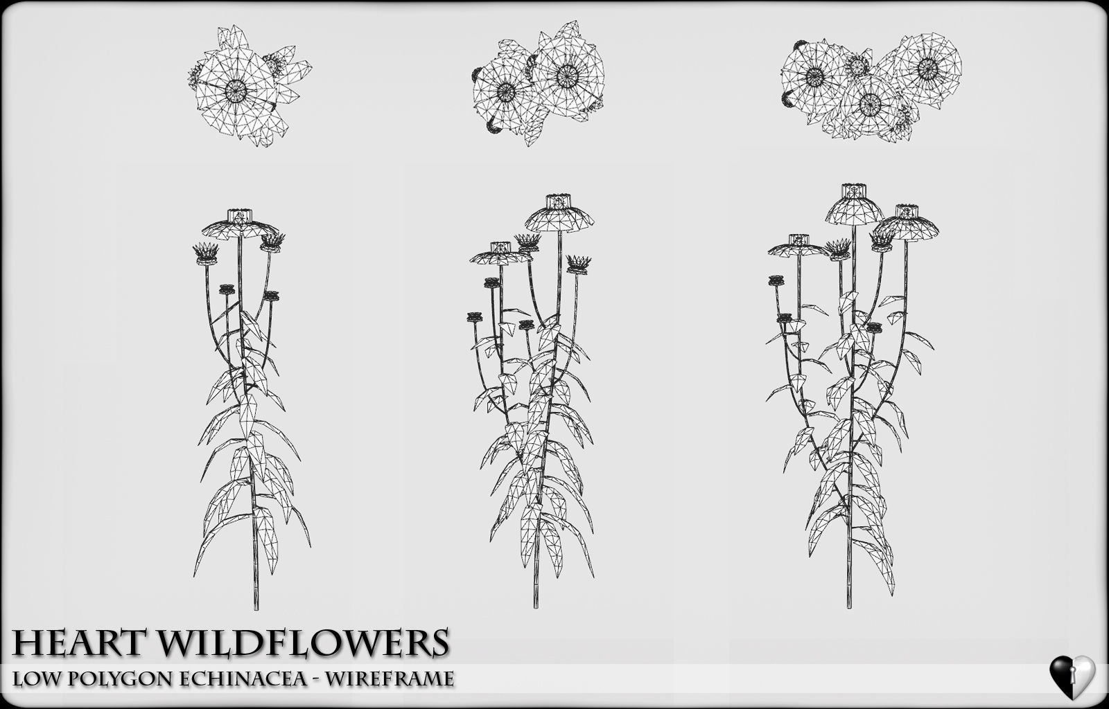 Low Polygon Wild Flowers -  Echinacea Low-poly 3D model_5
