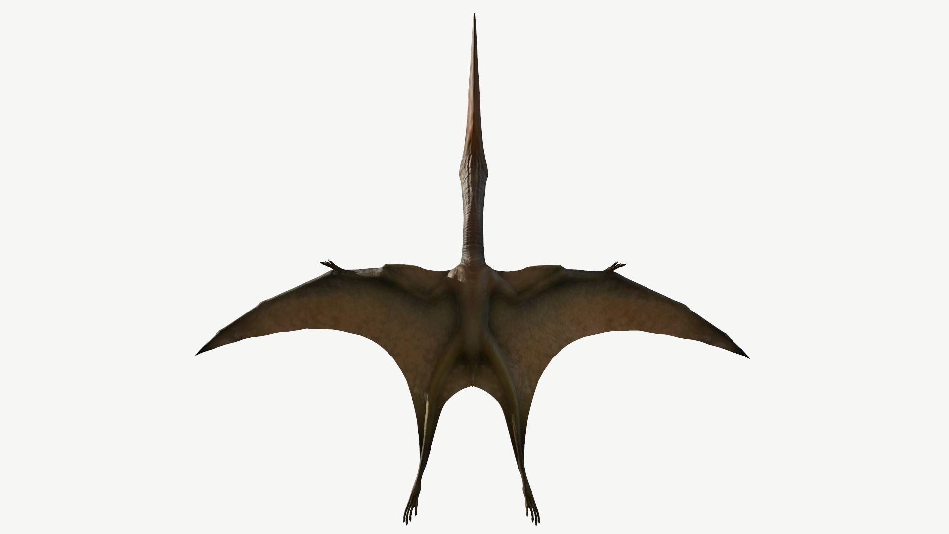 Pteranodon dinosaur Low-poly 3D model_11
