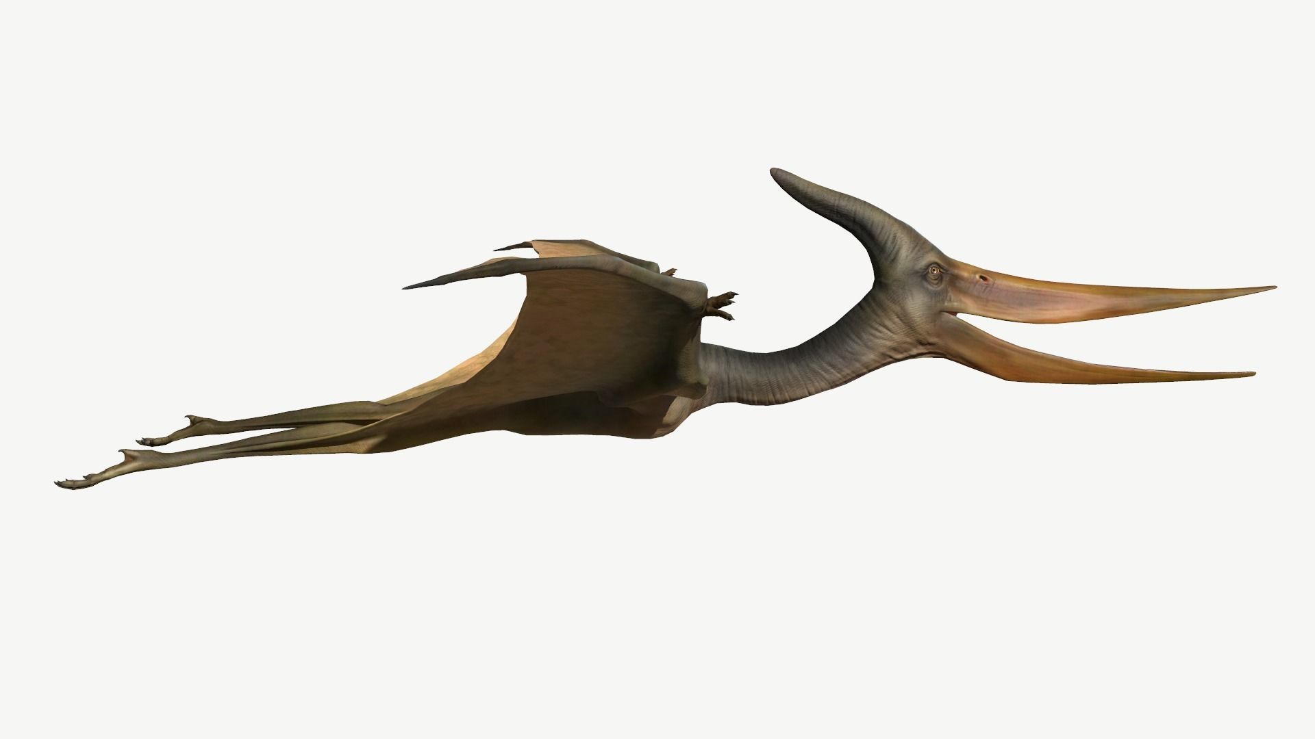 Pteranodon dinosaur Low-poly 3D model_3