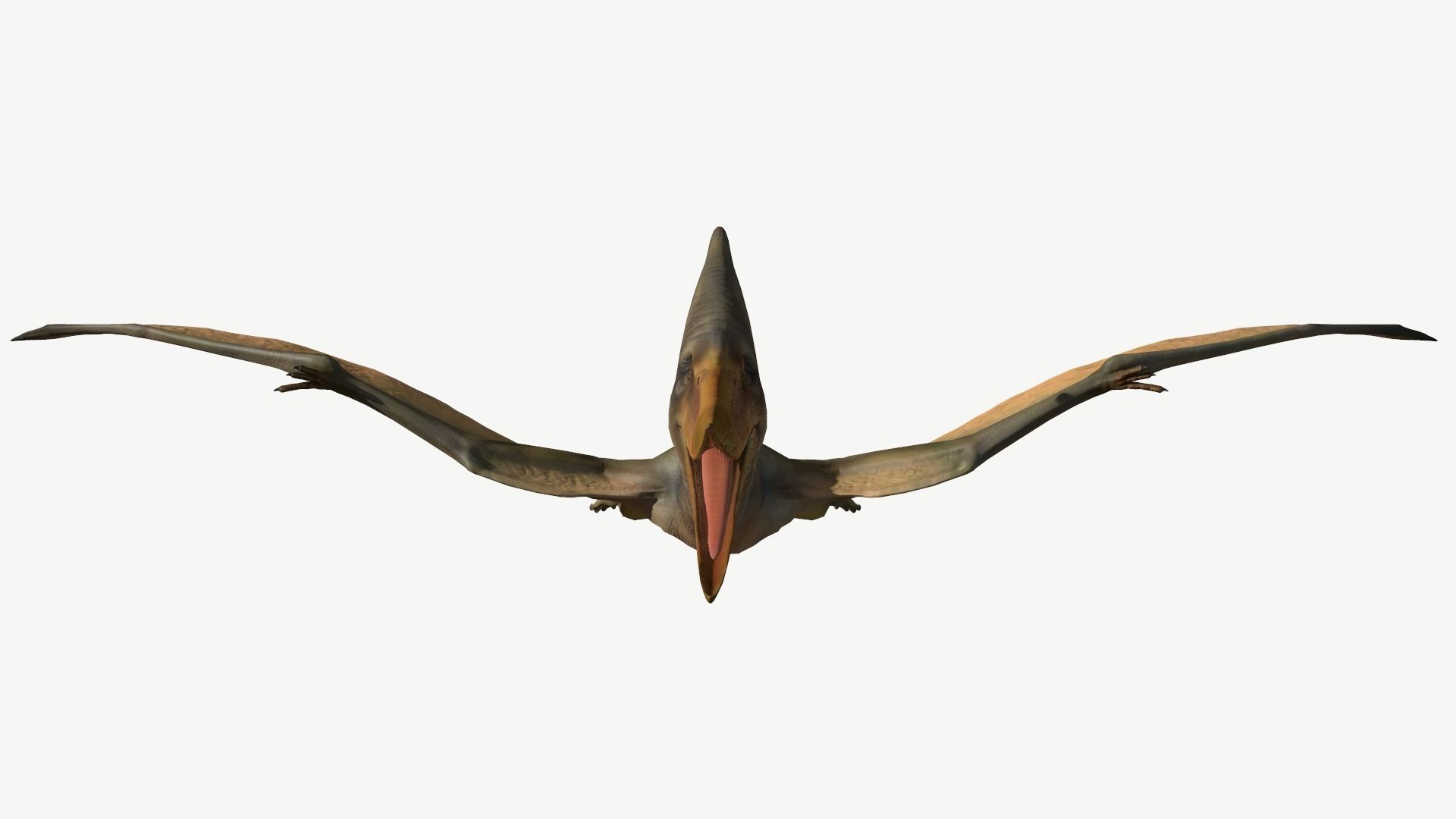Pteranodon dinosaur Low-poly 3D model_9