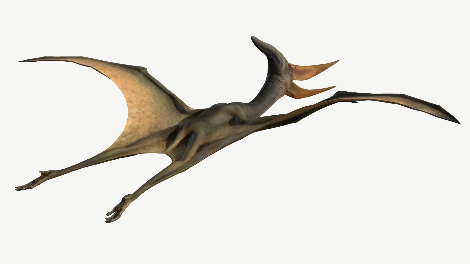 Pteranodon dinosaur Low-poly 3D model_5