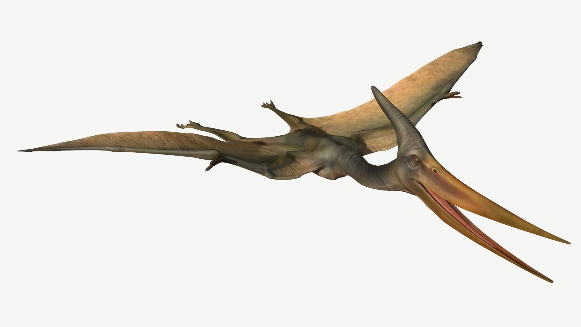 Pteranodon dinosaur Low-poly 3D model_1