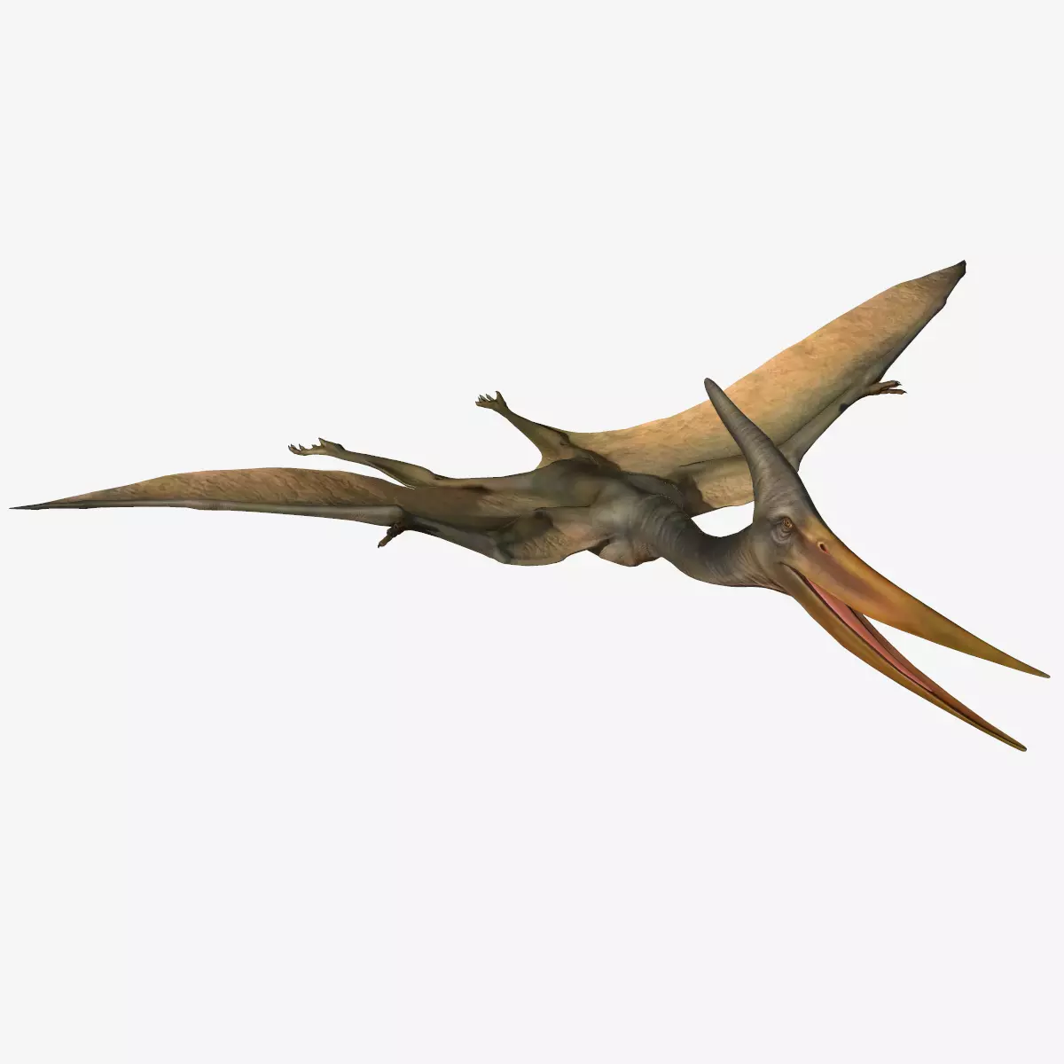 Pteranodon dinosaur Low-poly 3D model_0