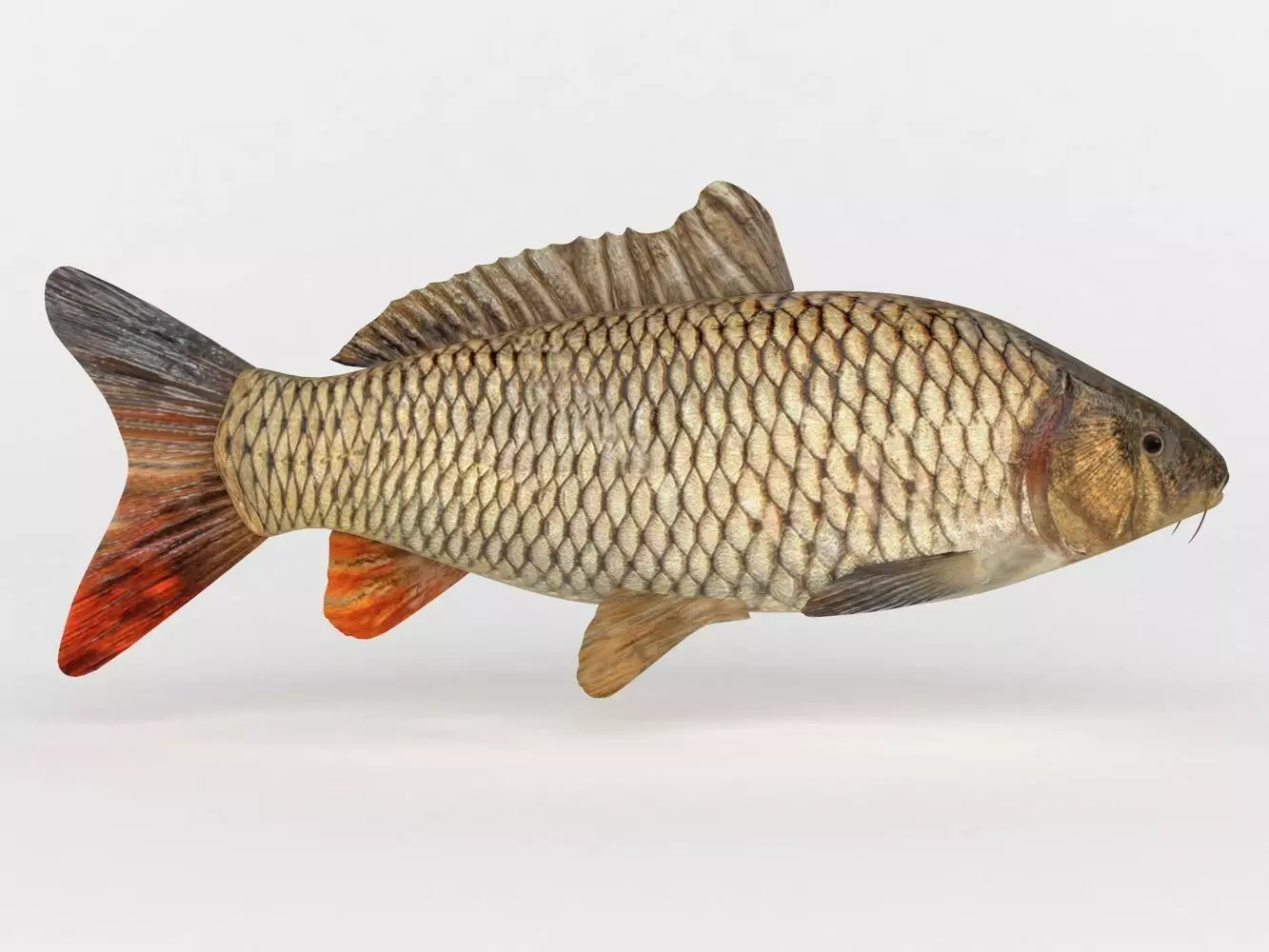 Carp Fish 3D model_0