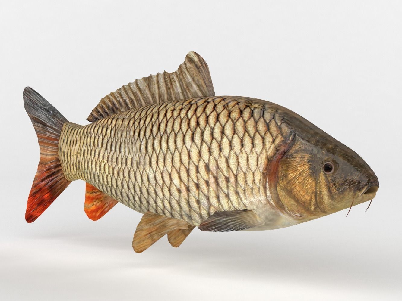 Carp Fish 3D model_2