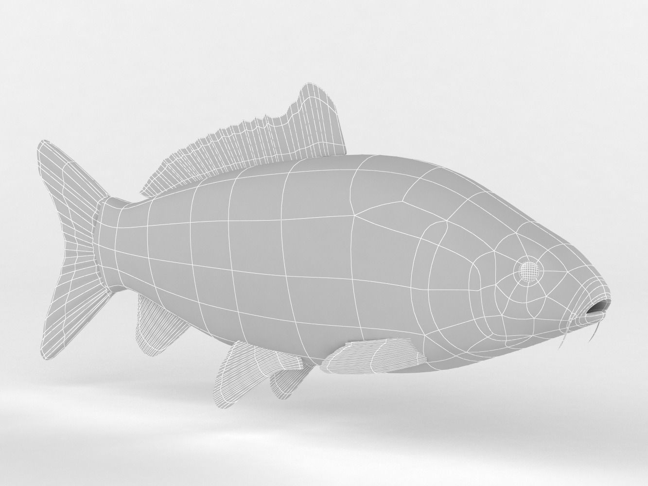 Carp Fish 3D model_7