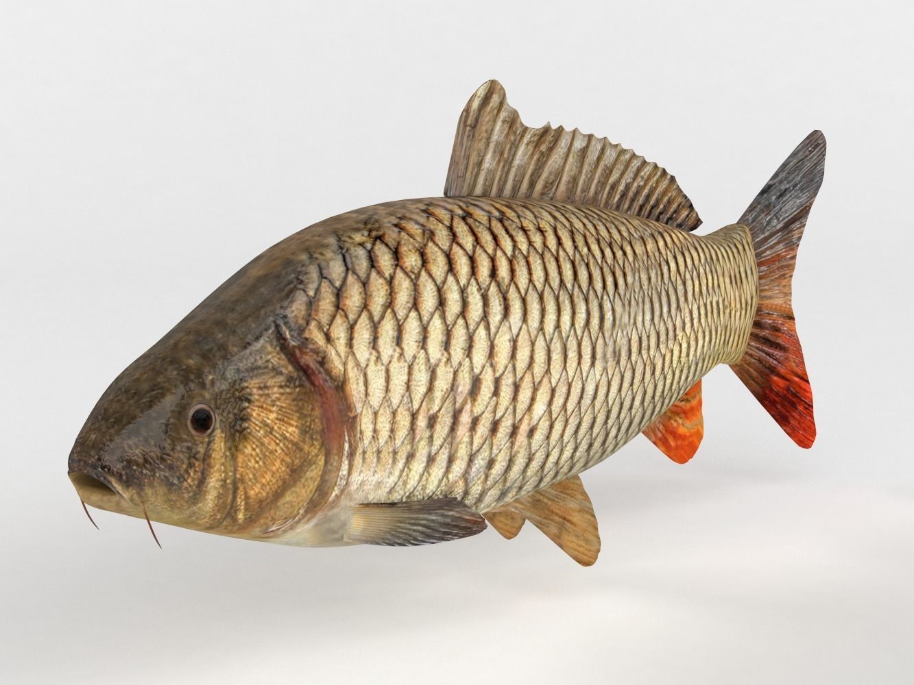 Carp Fish 3D model_1