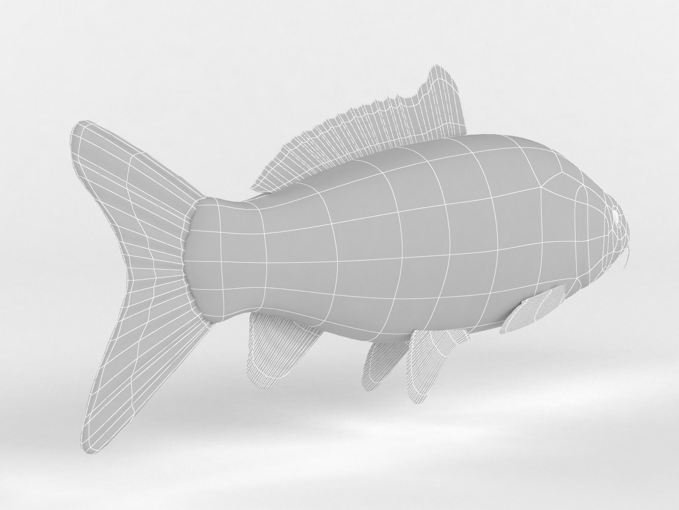 Carp Fish 3D model_8
