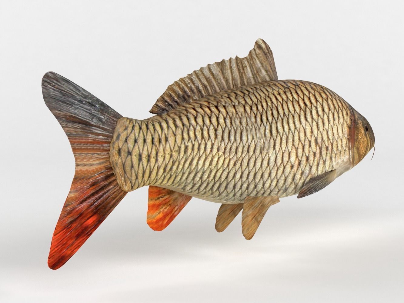 Carp Fish 3D model_3