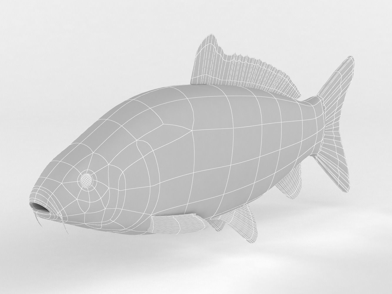 Carp Fish 3D model_6