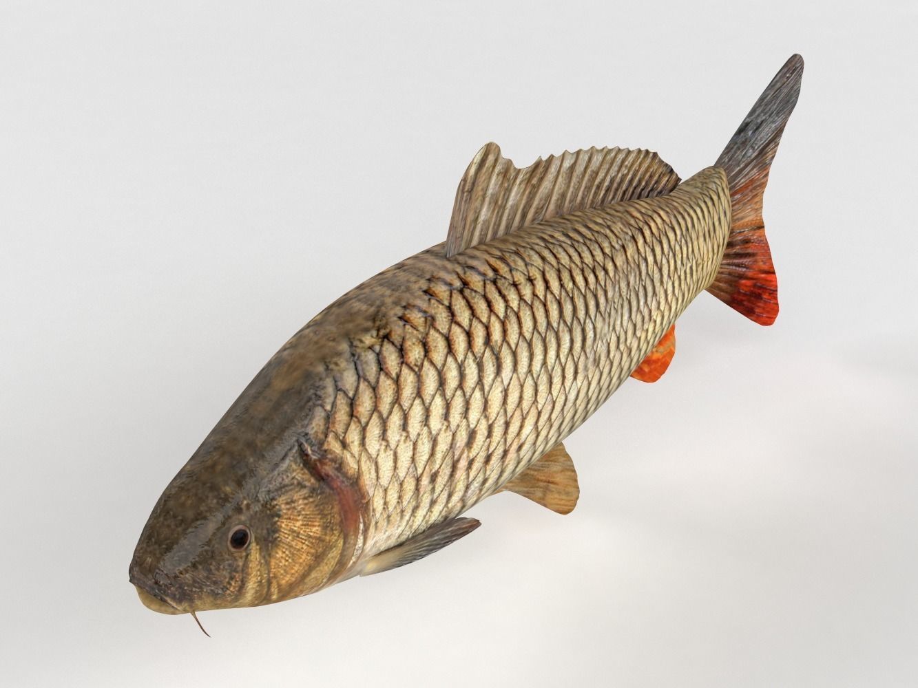 Carp Fish 3D model_4