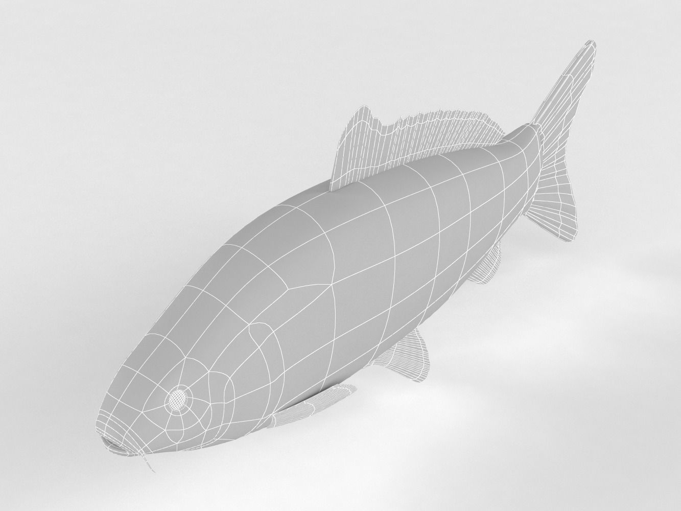Carp Fish 3D model_9