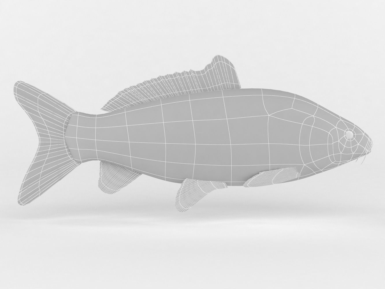 Carp Fish 3D model_5