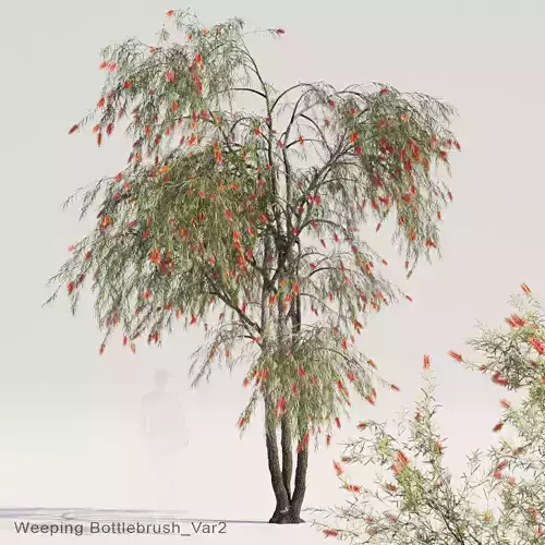 Weeping Bottlebrush Var2