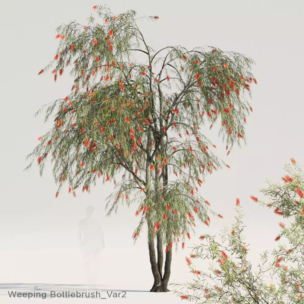 Weeping Bottlebrush Var2 3D model_0