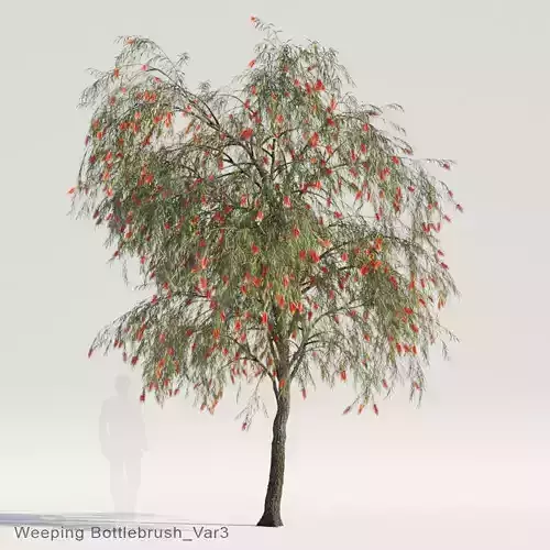 Weeping Bottlebrush Var3