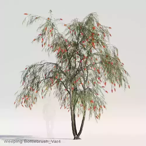 Weeping Bottlebrush Var4
