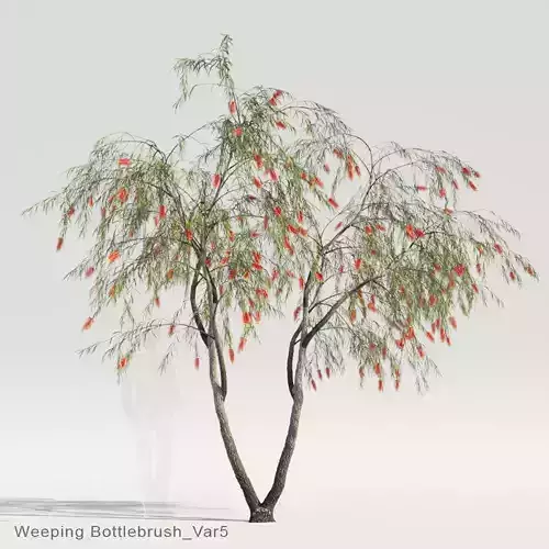 Weeping Bottlebrush Var5