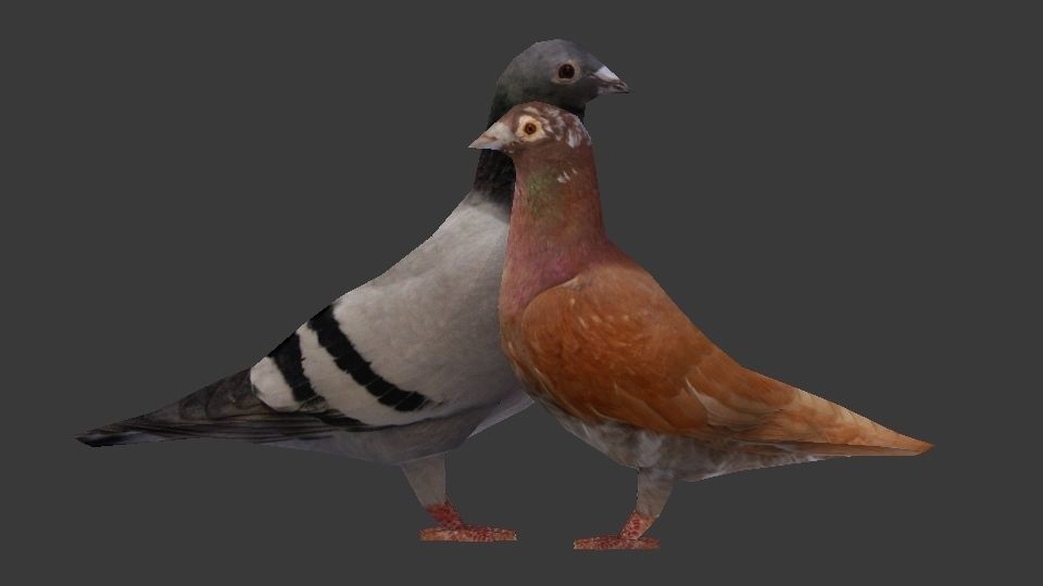 Two Pigeons Low-poly 3D model_11
