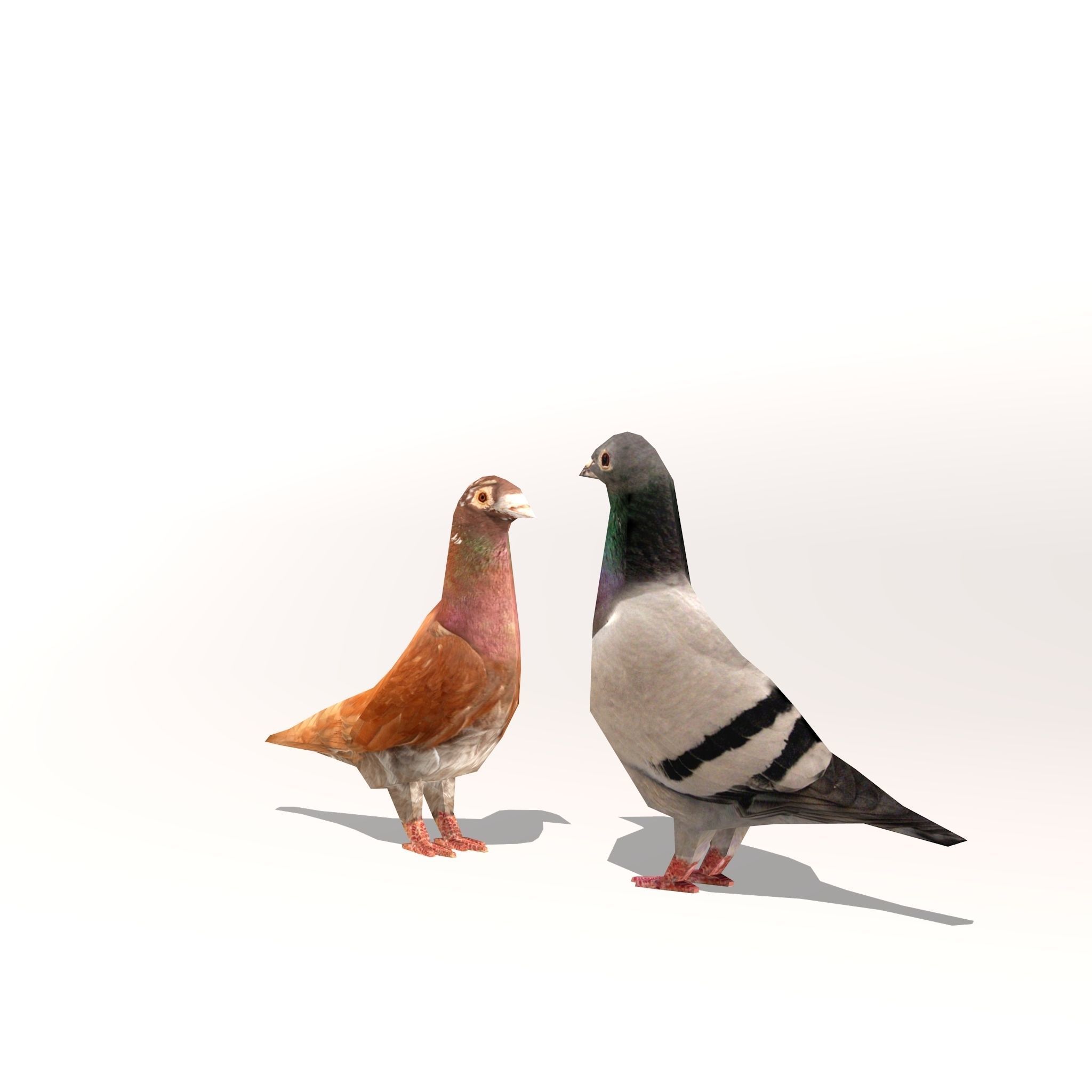 Two Pigeons Low-poly 3D model_3