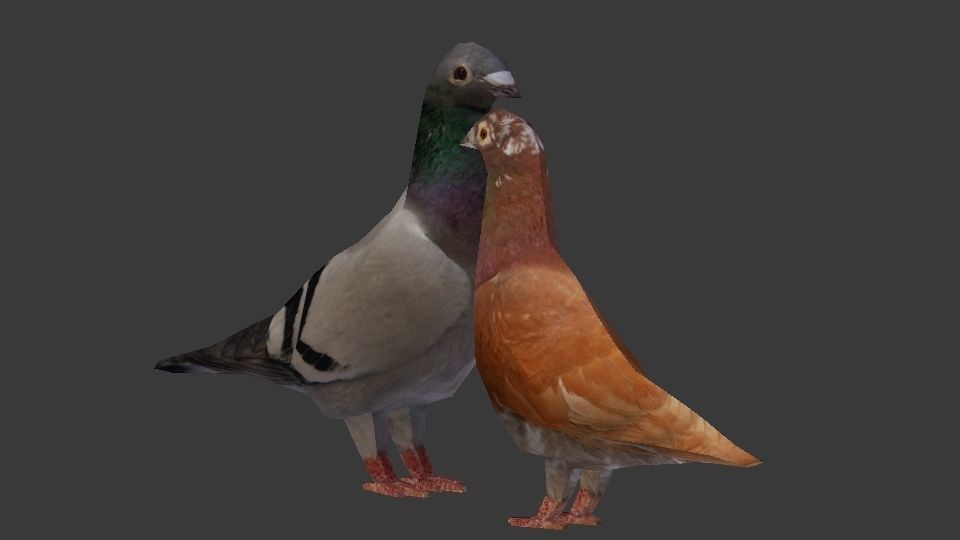 Two Pigeons Low-poly 3D model_12