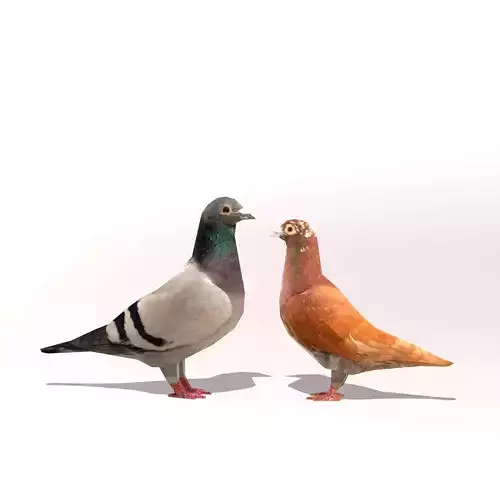 Two Pigeons Low-poly 3D model