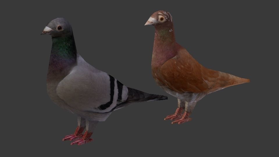 Two Pigeons Low-poly 3D model_16