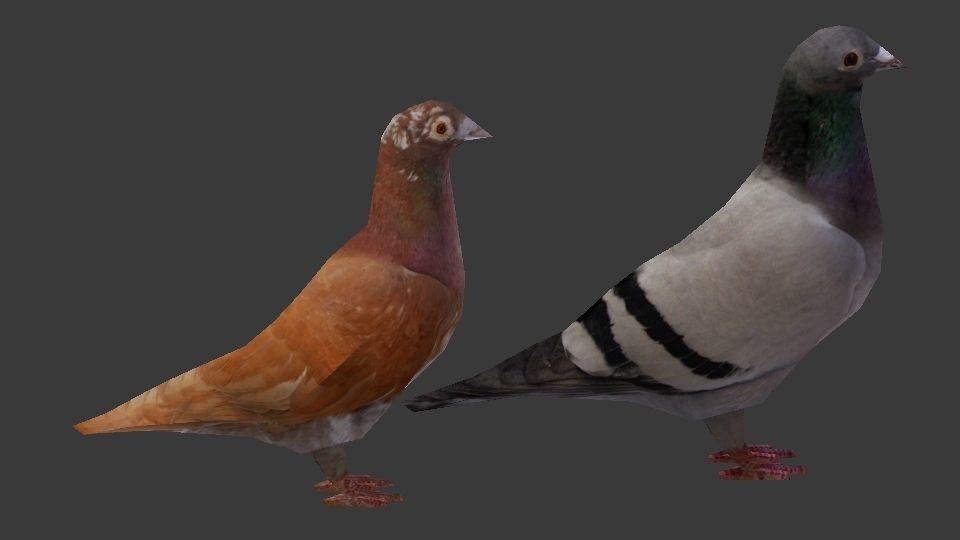Two Pigeons Low-poly 3D model_21