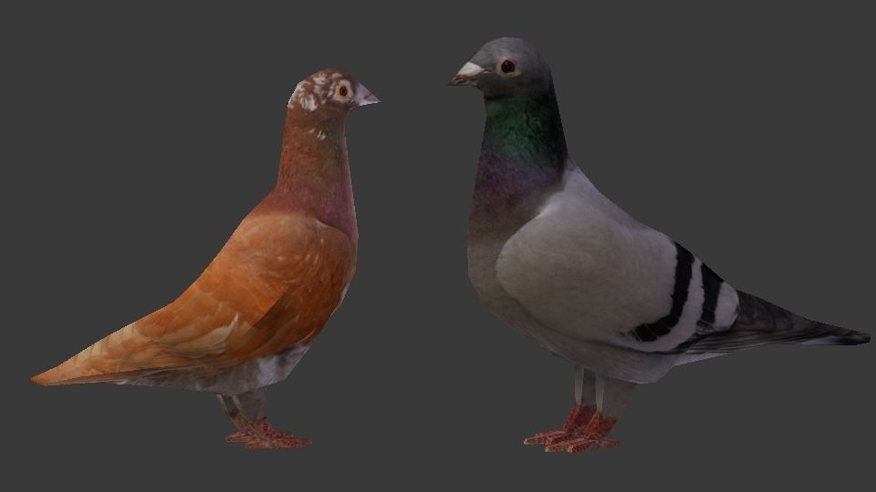 Two Pigeons Low-poly 3D model_13