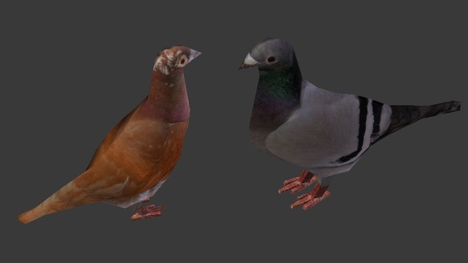 Two Pigeons Low-poly 3D model_14