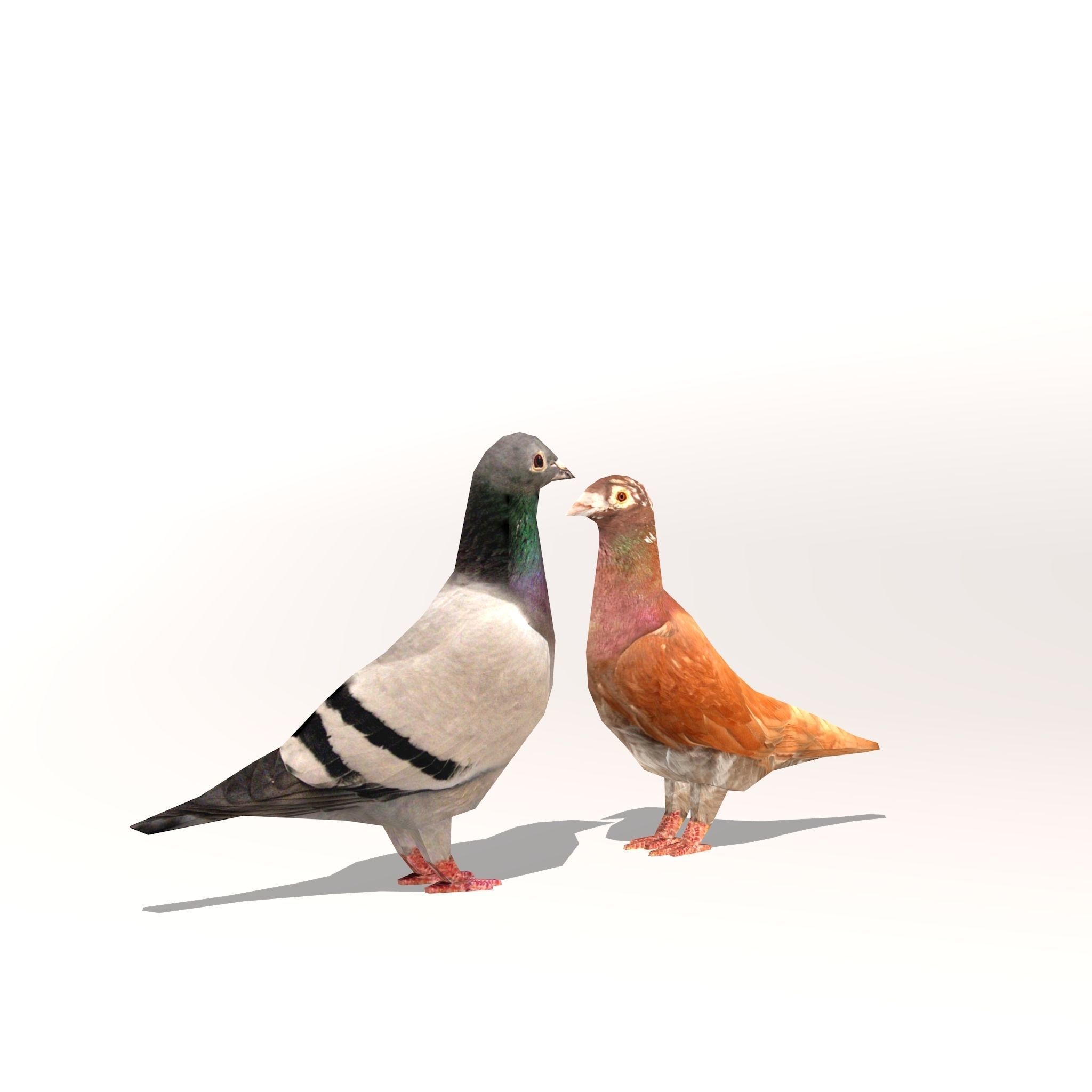 Two Pigeons Low-poly 3D model_2