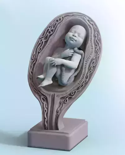Baby in a womb 3D print model