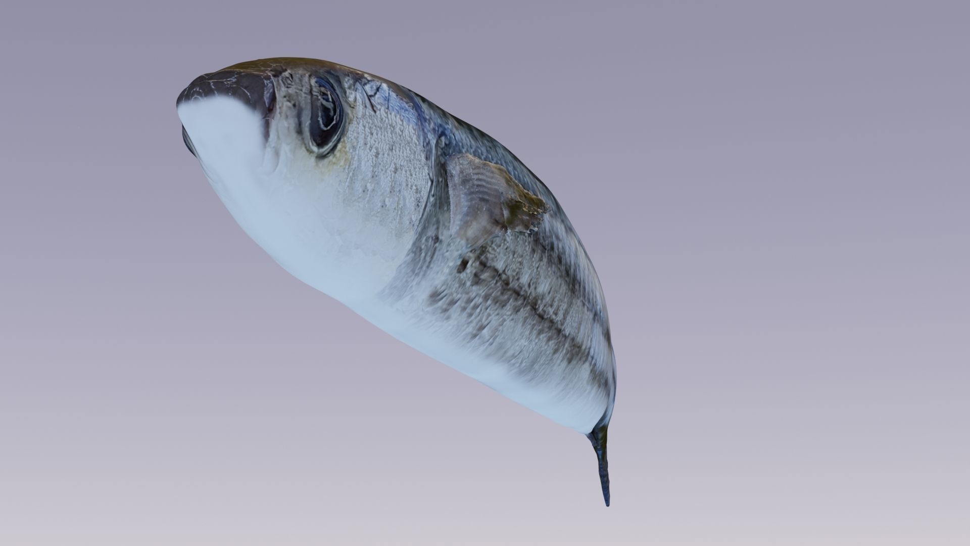 Mullet fish  Mediterranean sea fish Rigged Animated 3D model_9